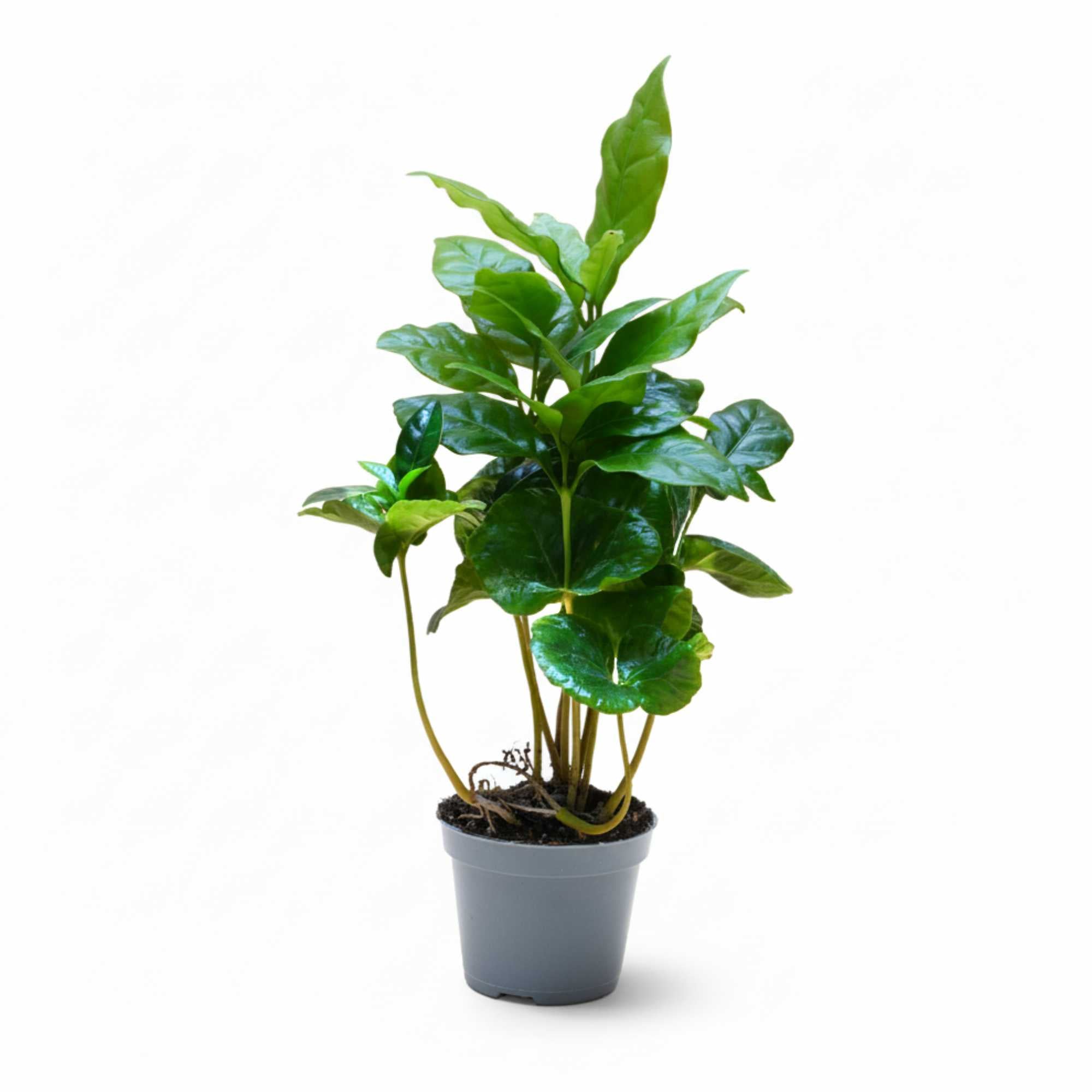 Coffee plant (Coffea arabica) in pot, popular indoor houseplant and gift idea.