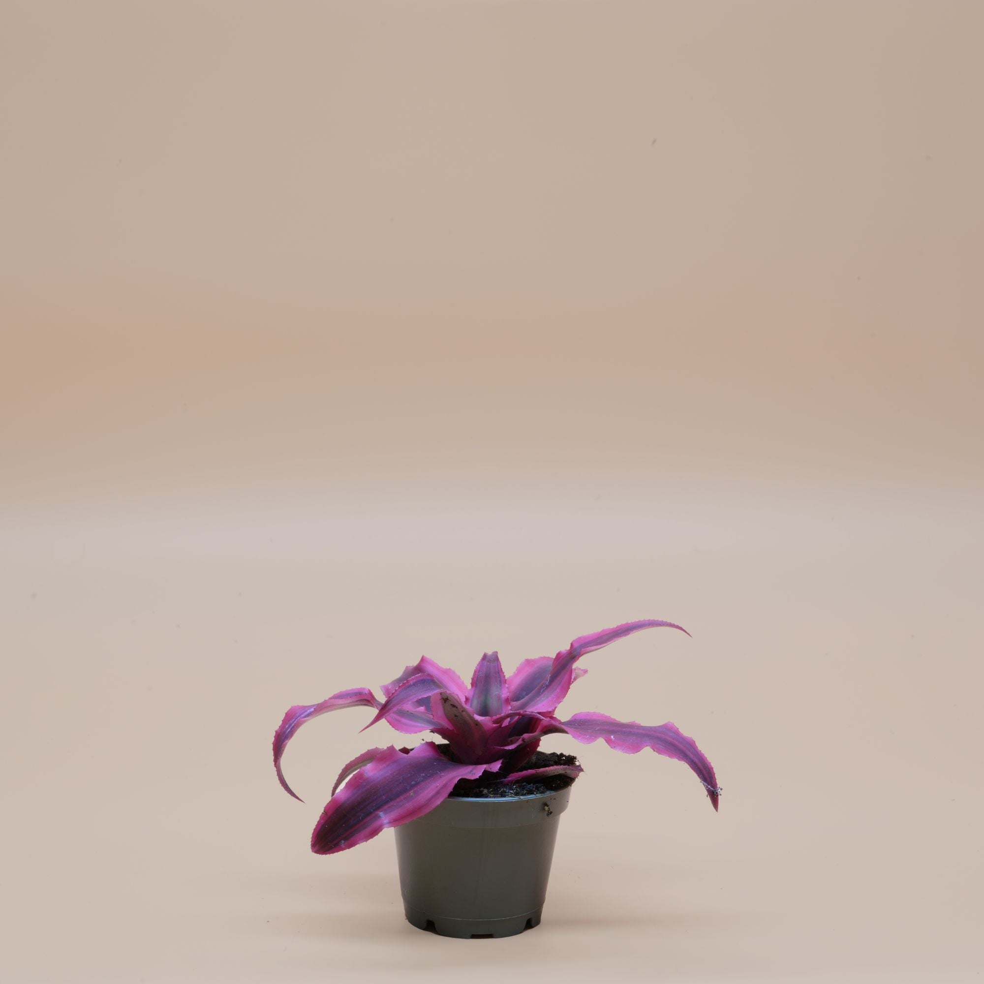DIY Terrarium Kit Extra Large ◦ Holborn H: 38 cm