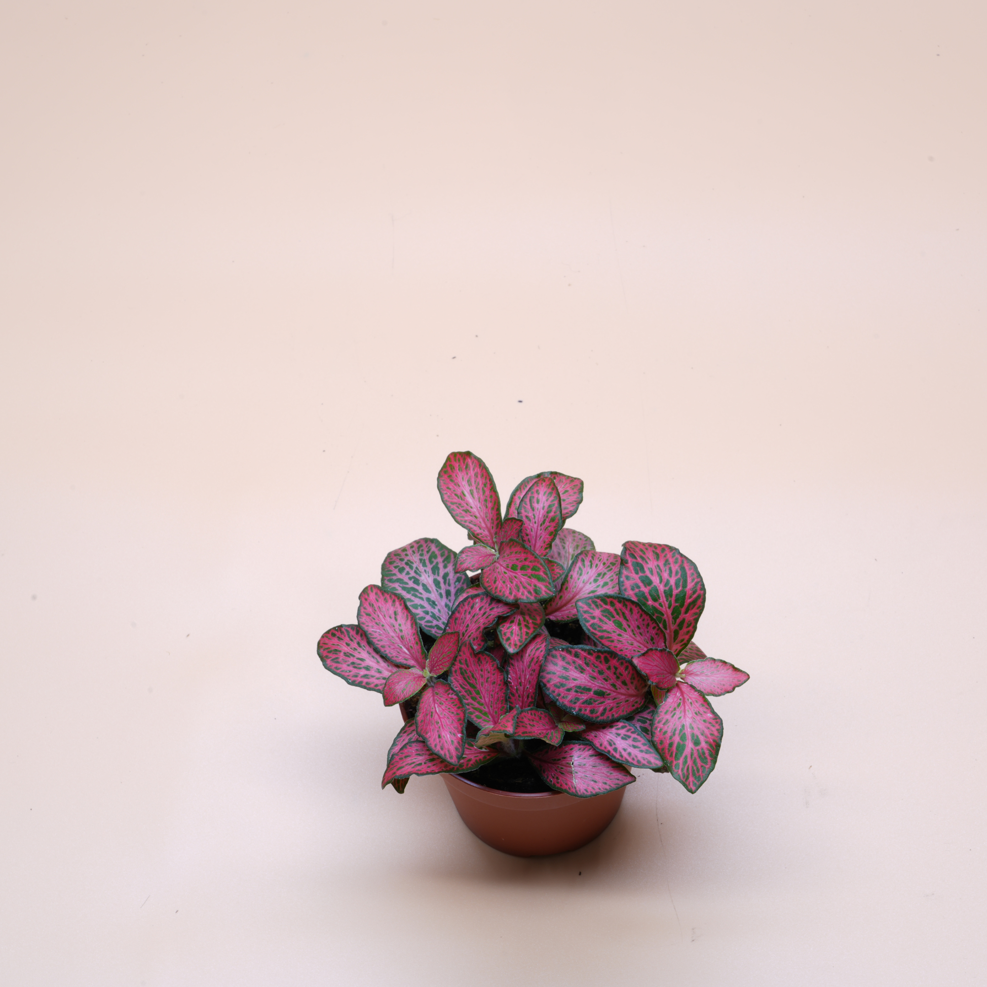 DIY Terrarium Kit Extra Large ◦ Holborn H: 38 cm