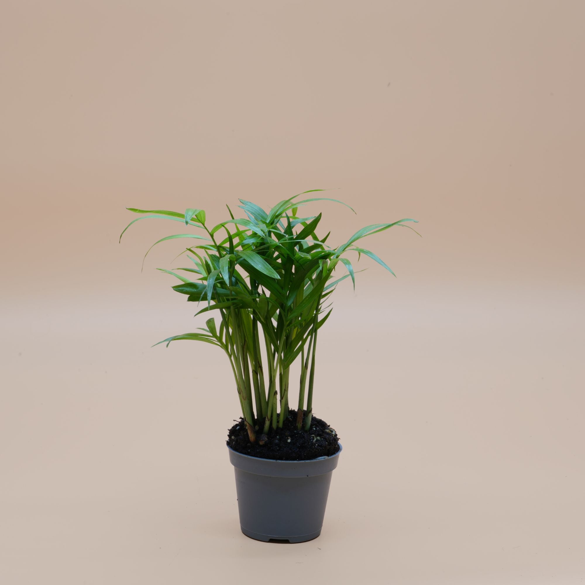 DIY Terrarium Kit Extra Large ◦ Holborn H: 38 cm