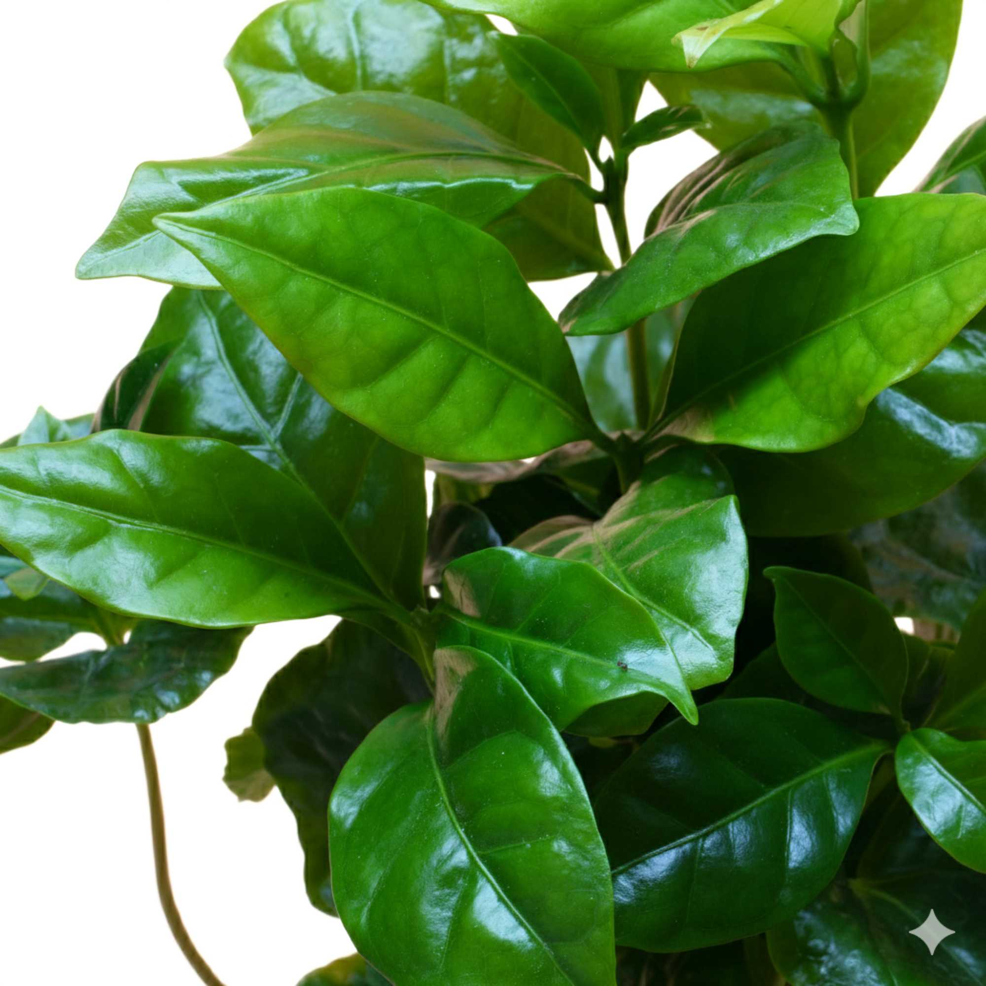 Detailed view of glossy coffee plant leaves, perfect indoor houseplant for plant lovers and gifts.