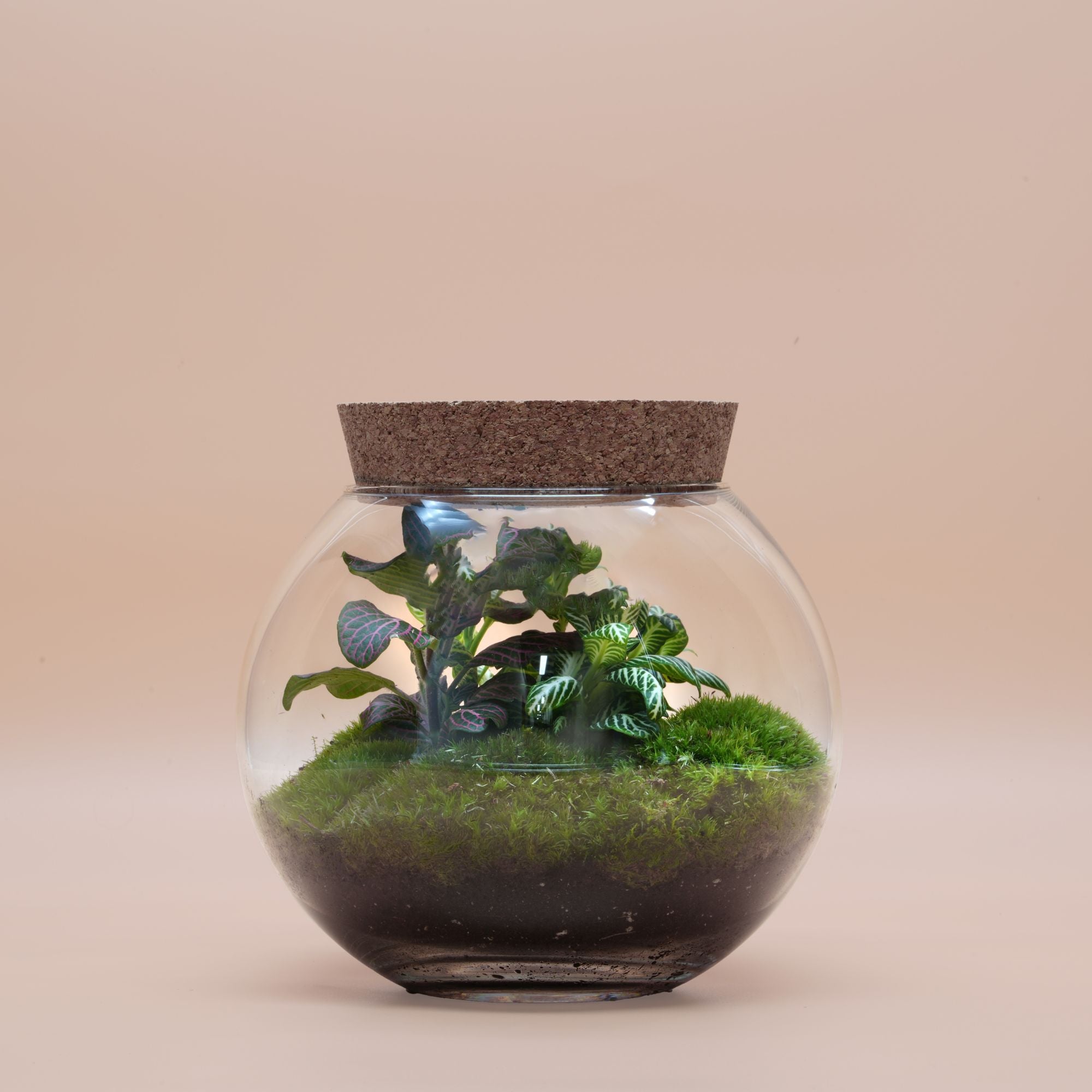 DIY Terrarium Set ◦ Paddington H: 21 cm