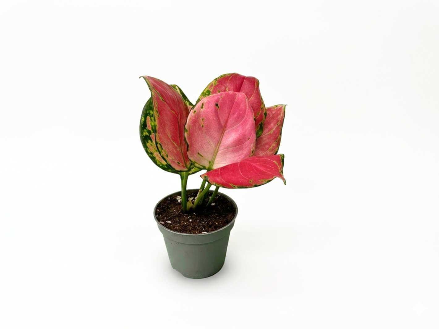 Aglaonema Red Valentine plant with vivid red and green leaves in a terrarium