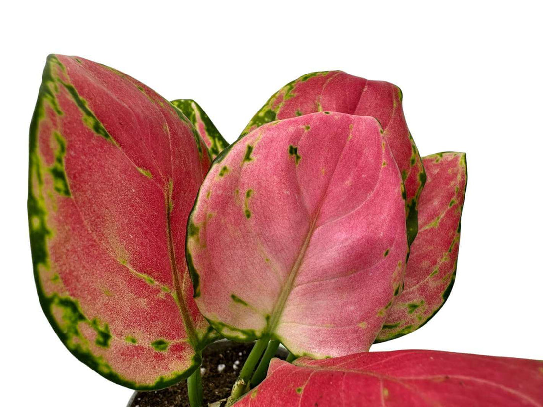 Close-up of Aglaonema Red Valentine red foliage