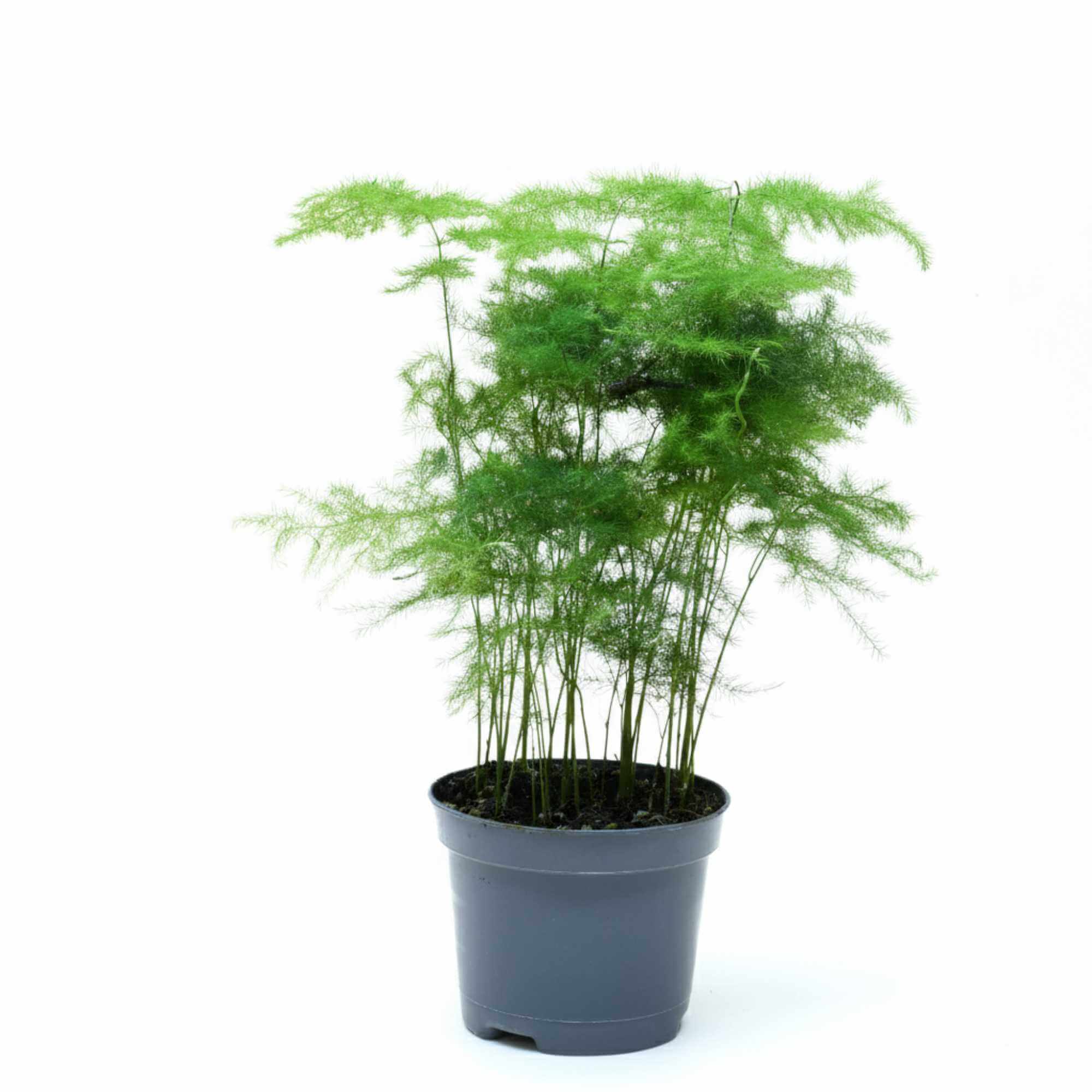 Asparagus fern in pot with soft feathery foliage, elegant indoor houseplant and gift.