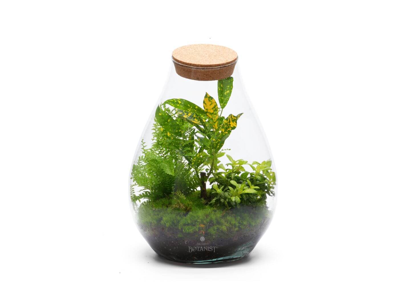 Low Maintenance Terrariums