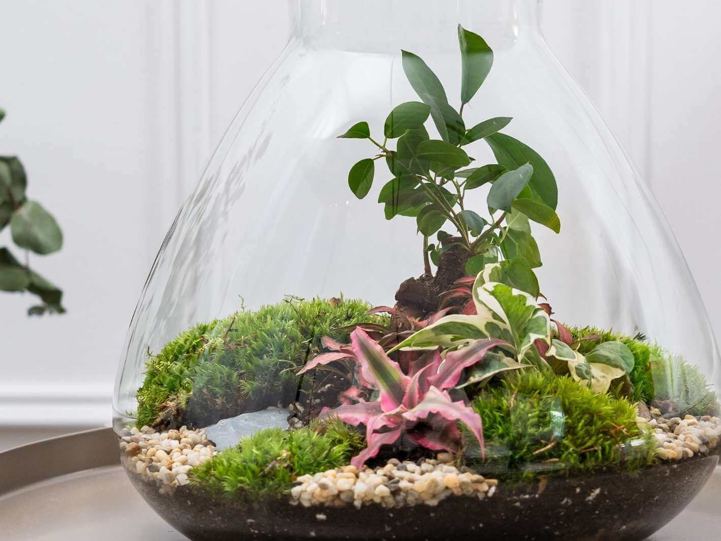 terrarium-plants-london