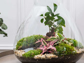 terrarium-plants-london