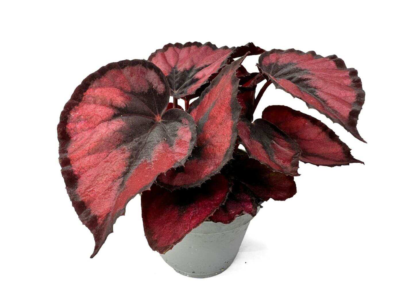 Begonia Rex Red Kiss as a houseplant