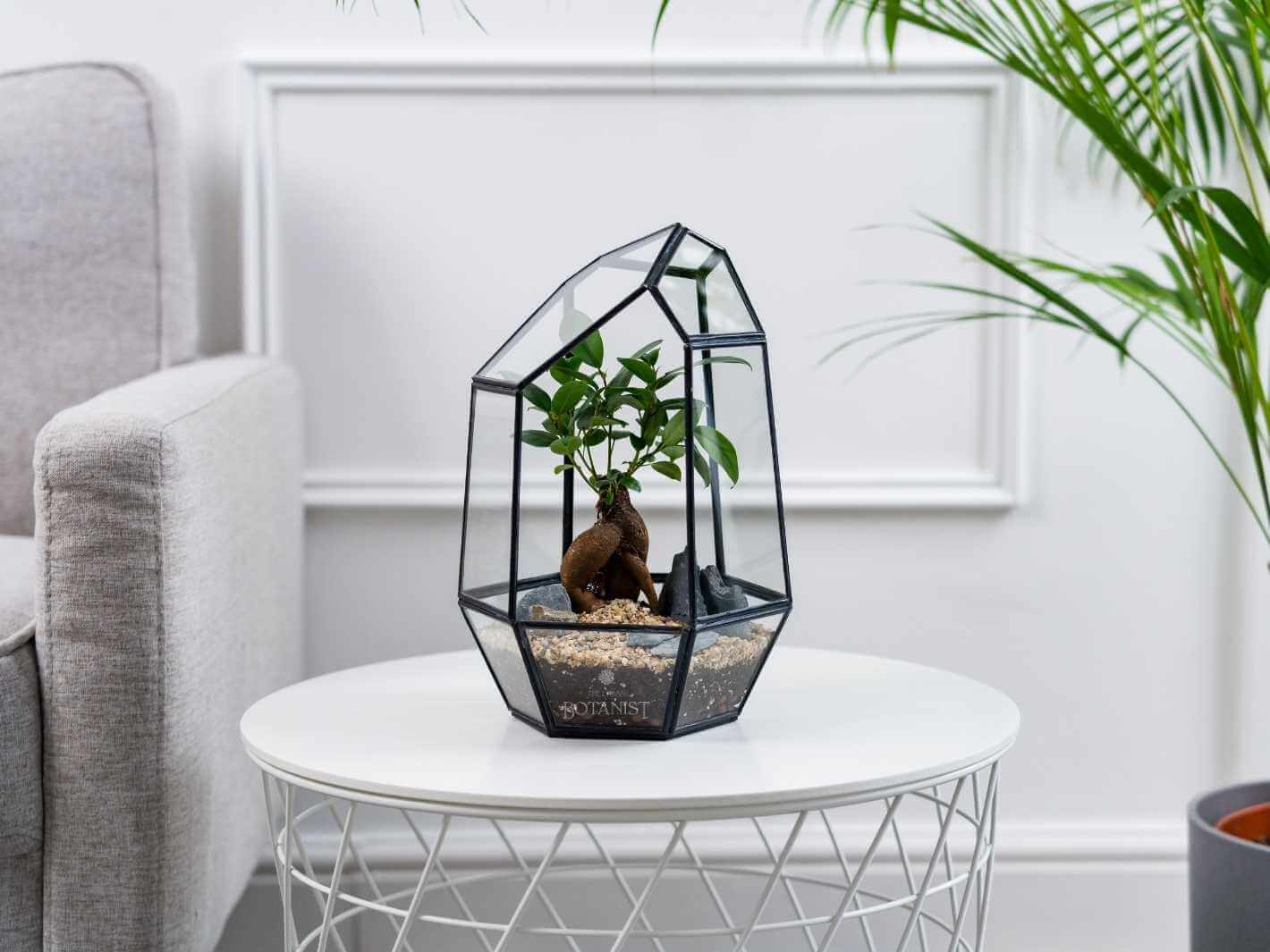 Bonsai-tree-gift