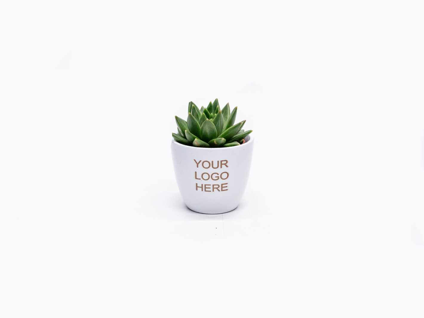 branded plants