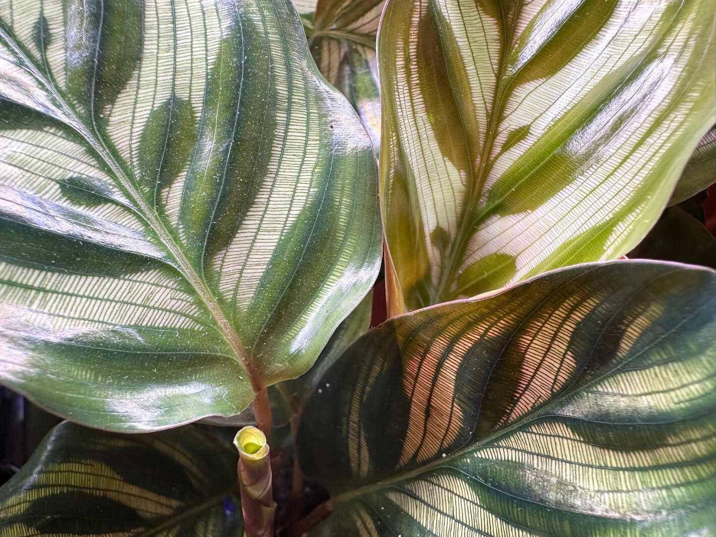 Close-up of Calathea Makoyana leaf pattern