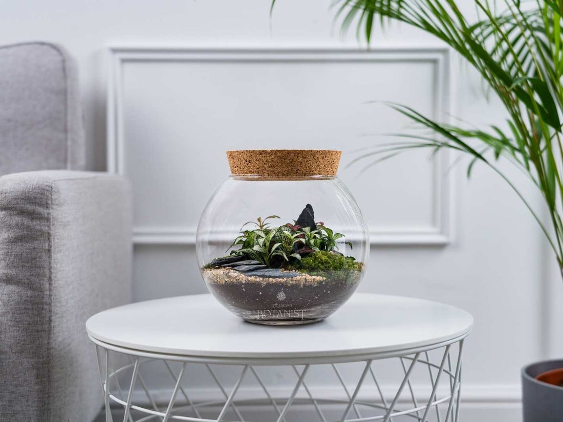 Closed terrarium with Fittonia Plants