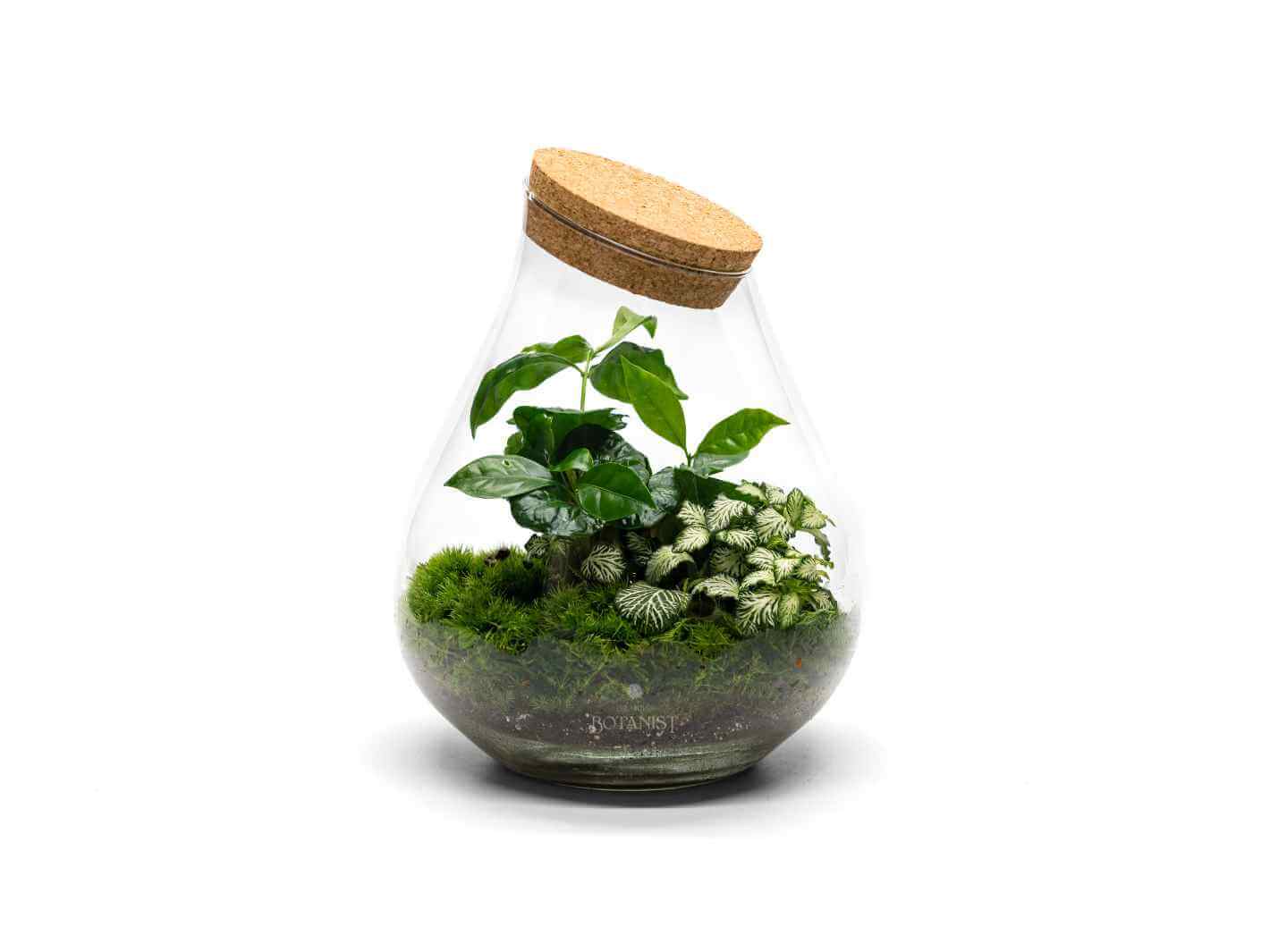 coffee plant terrarium Teardrop Glass Terrarium with Coffea Arabica, Fittonia & Moss