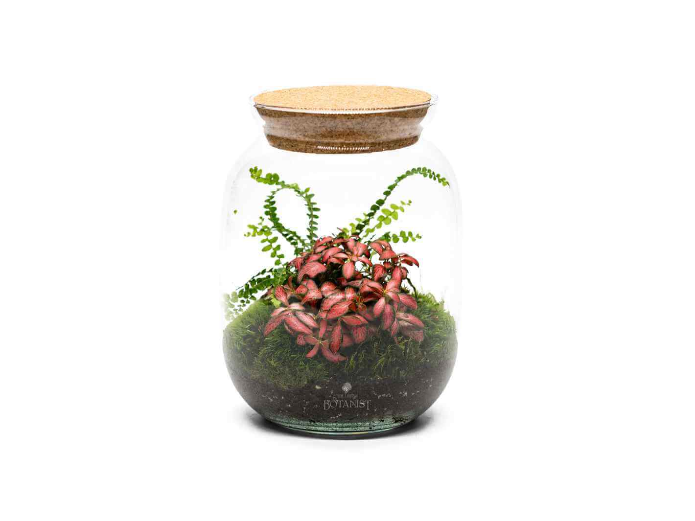 fittonia-terrarium
