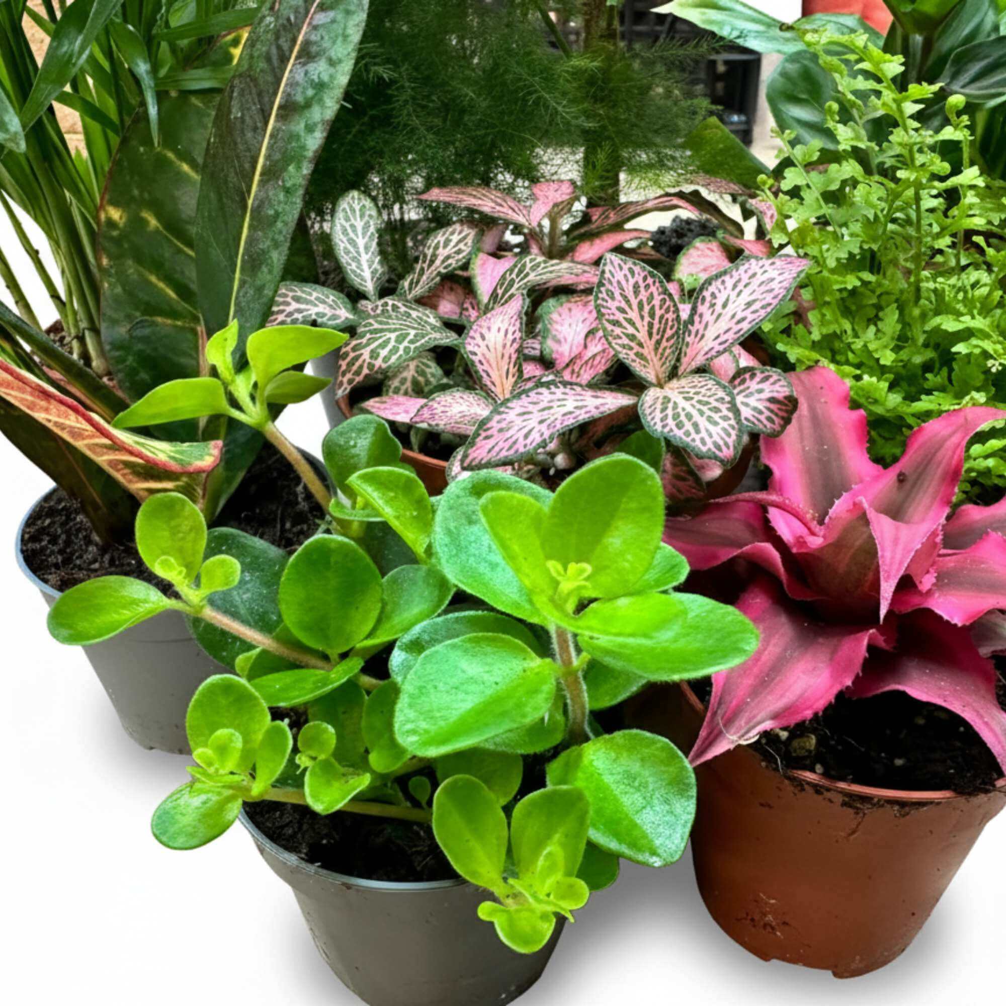 Variety of terrarium plants in assorted pots, perfect mix for closed terrariums and indoor décor.