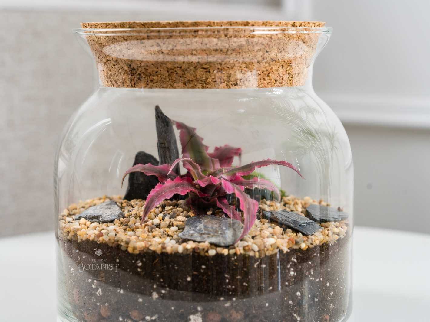 unusual-plant-gifts