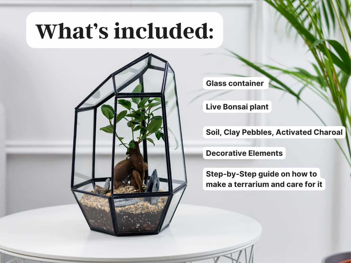 bonsai-tree-terrarium-set