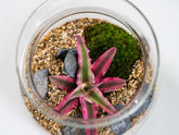 ecosystem-in-a-jar
