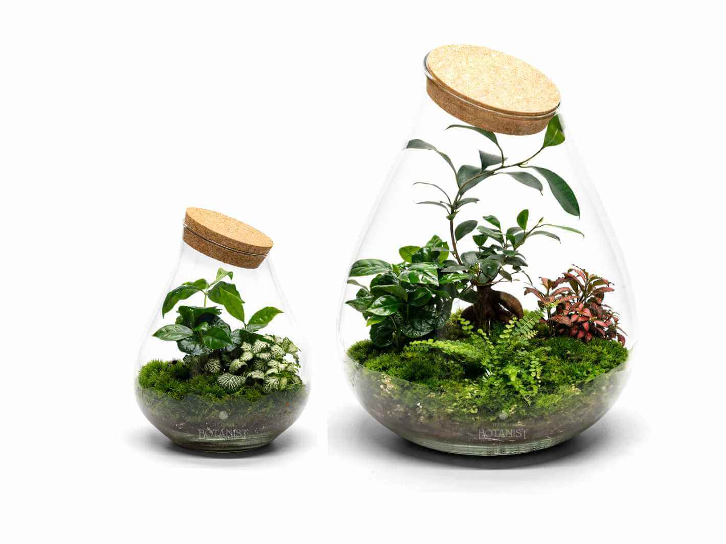 duo-teardrop-terrariums