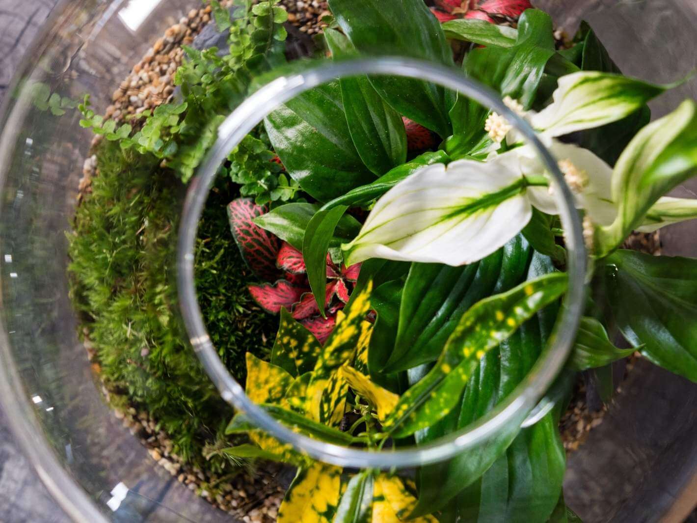 tropical-plants-for-terrarium