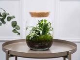 closed-terrarium-with-plants