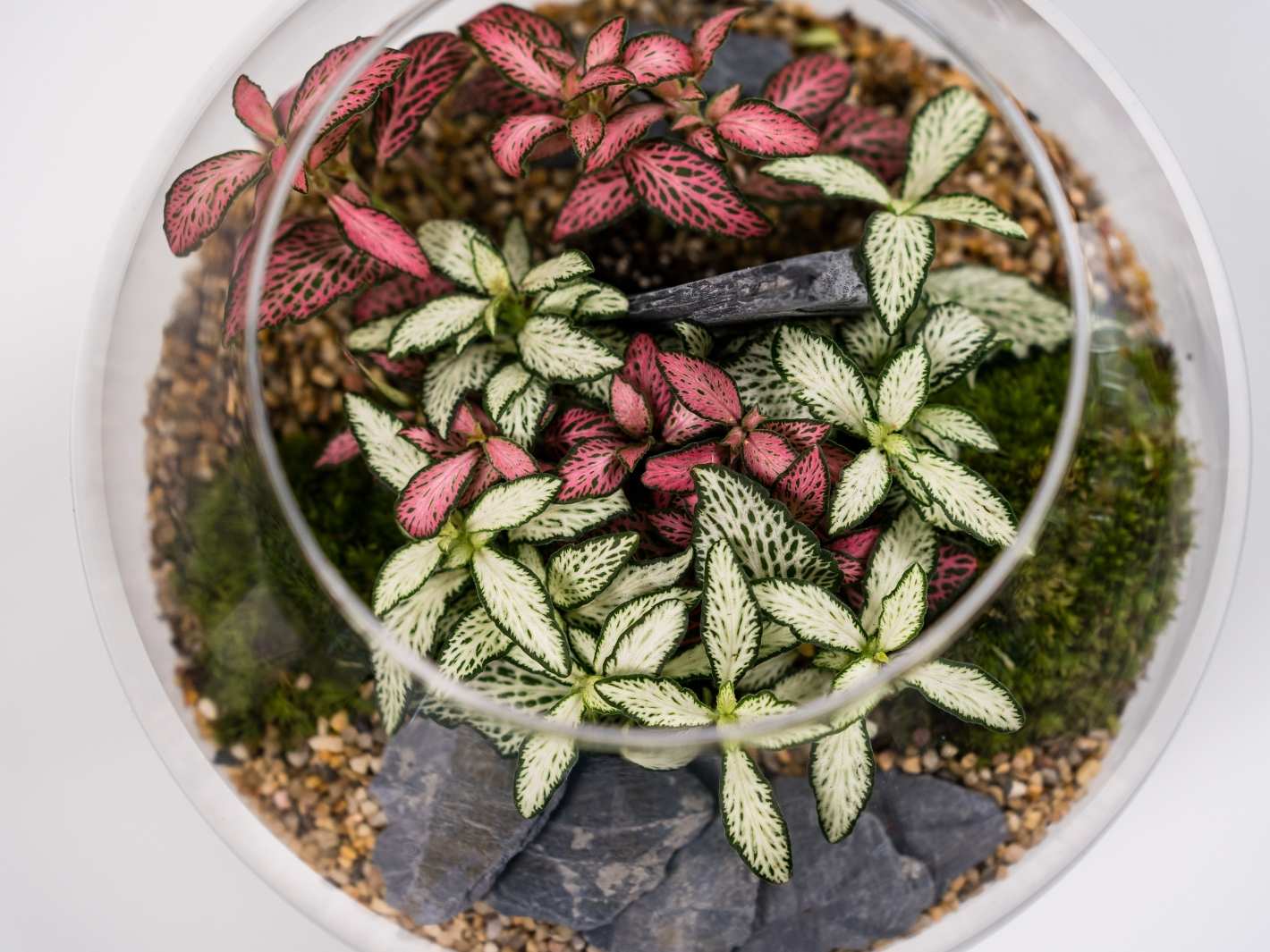 Fittonia Plants