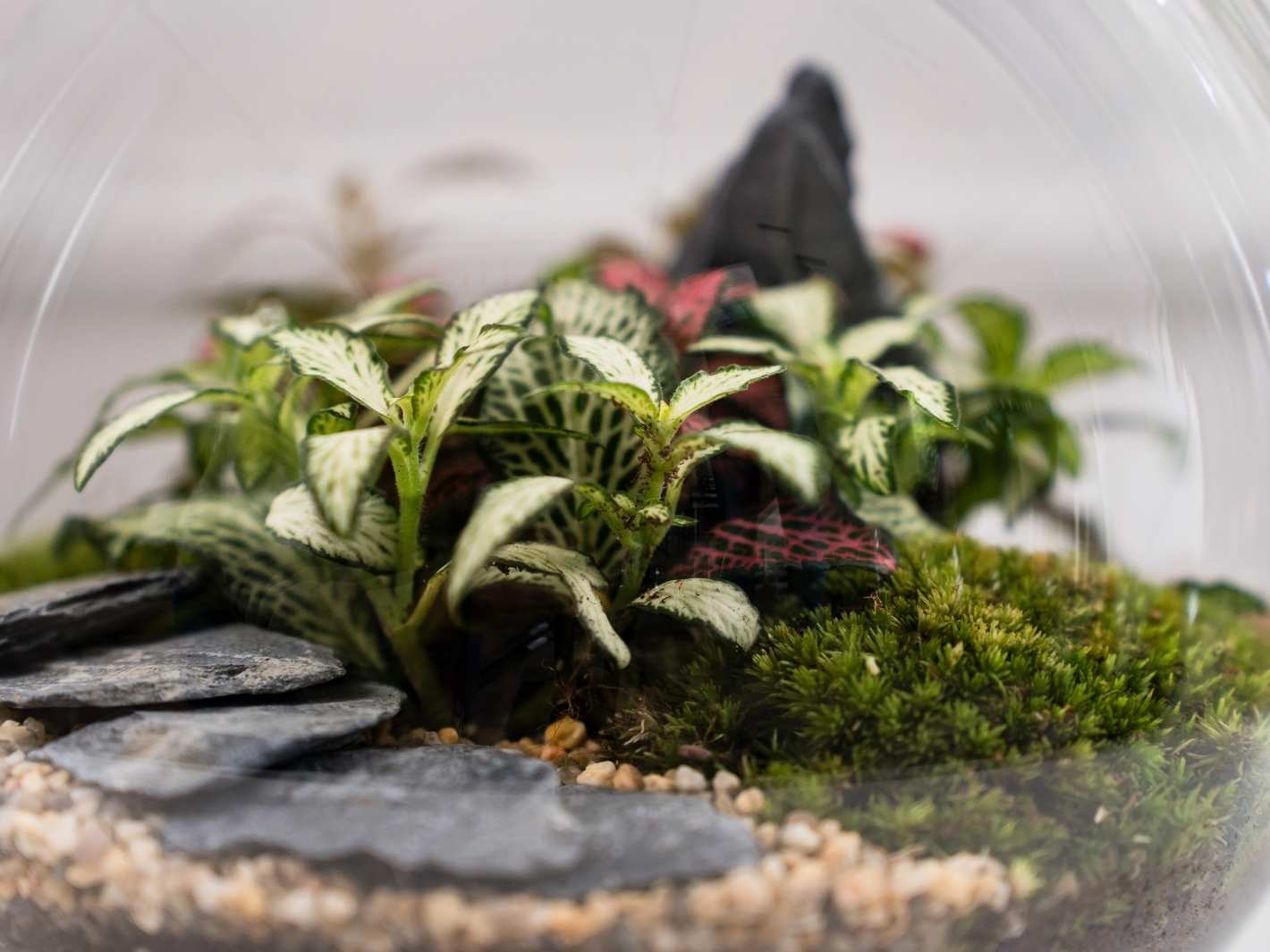 Fittonia-Plants
