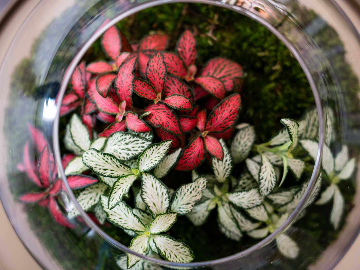 red and white fittonia