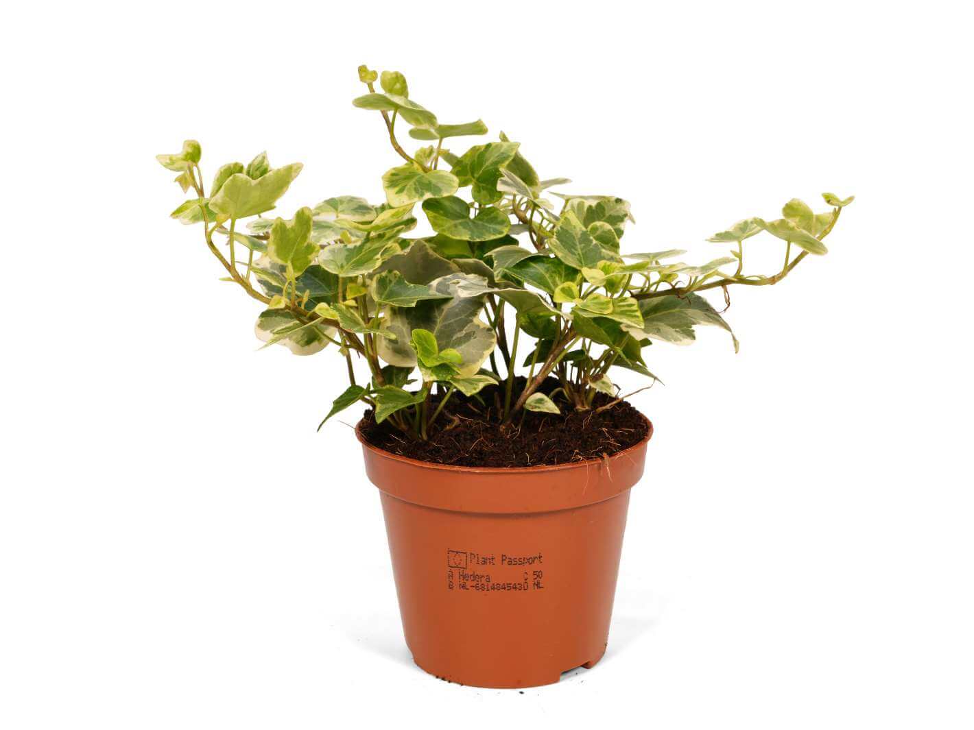 Hedera Helix English Ivy with deep green lobed leaves