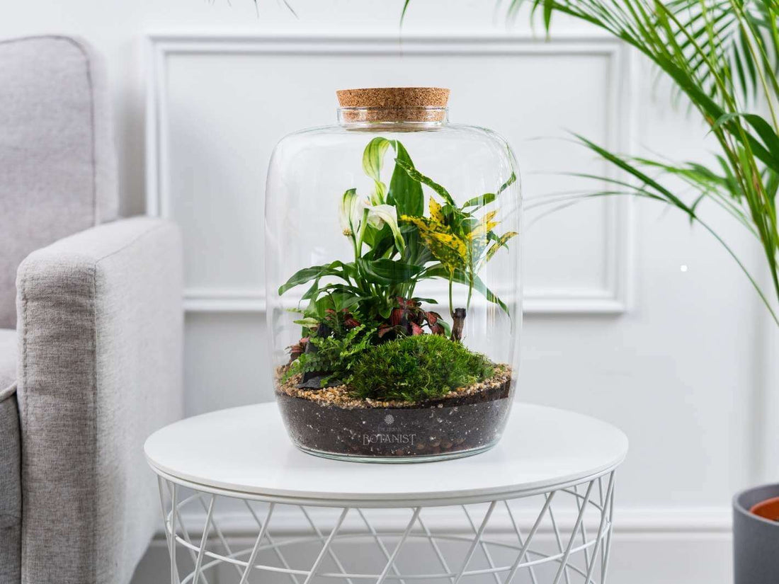 large-terrarium-kit