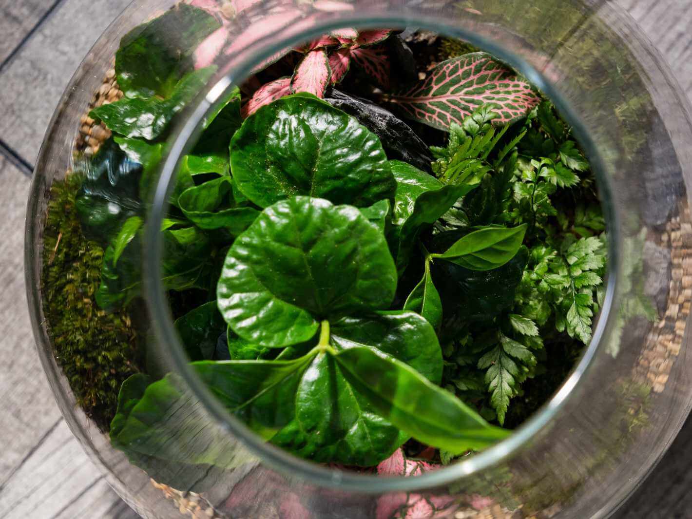 large_pre-assembled-terrarium