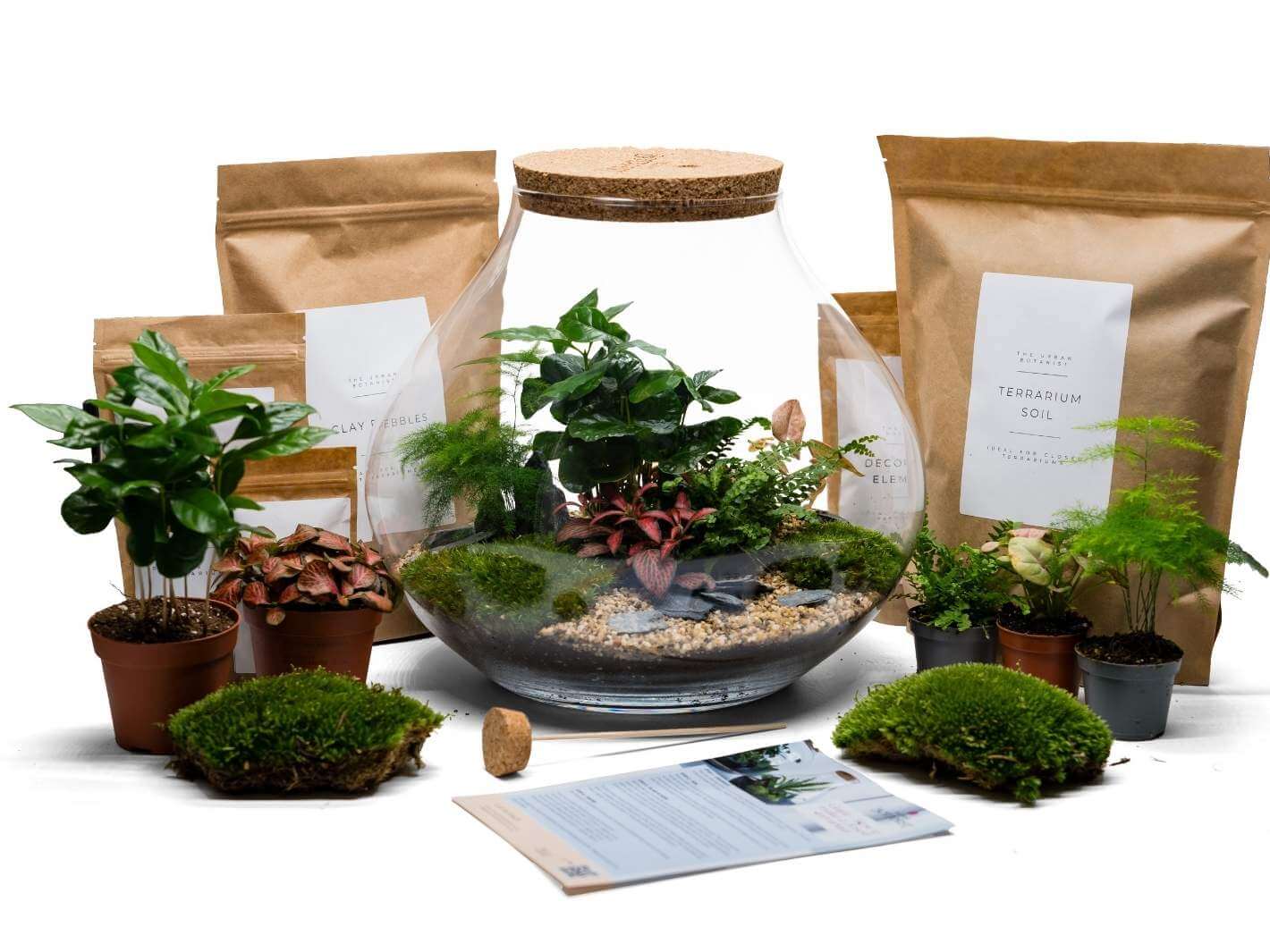 terrarium plant kit uk Large DIY Terrarium Kit with Glass and Plants