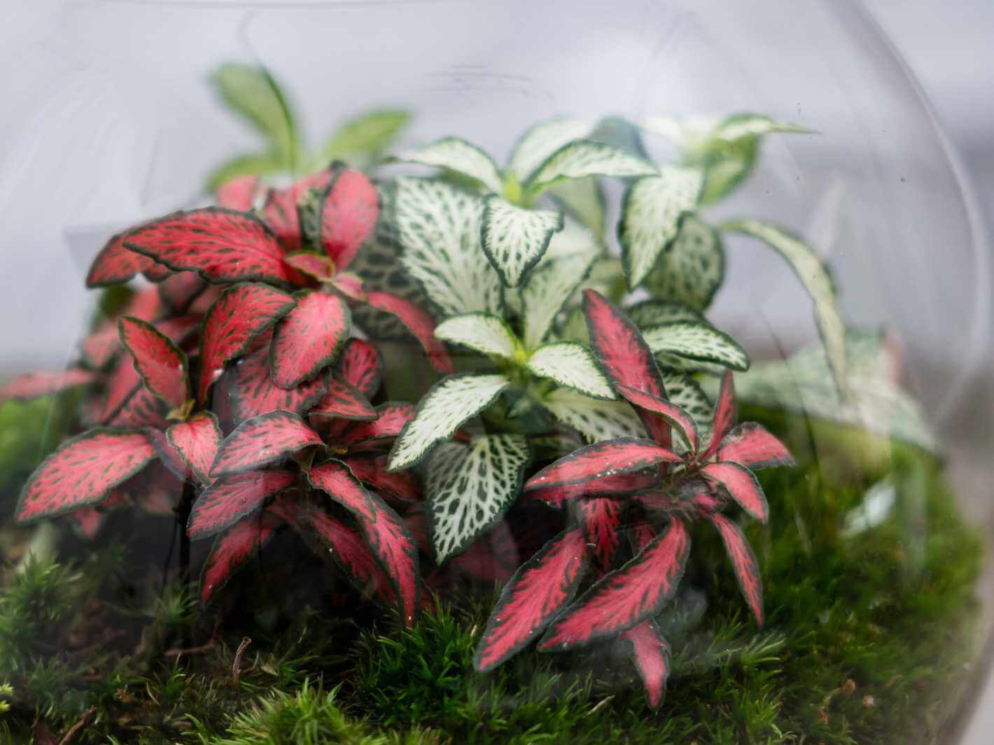 readymade terrarium