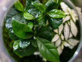 coffea-and-fittonia-terrarium