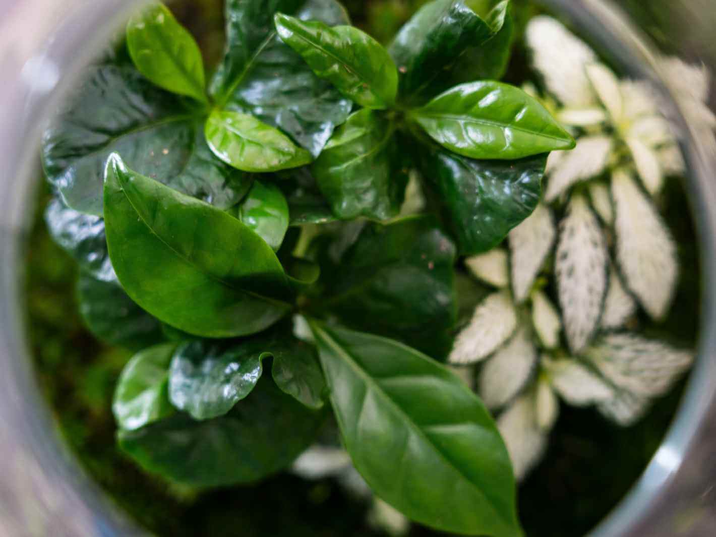 coffea-and-fittonia-terrarium