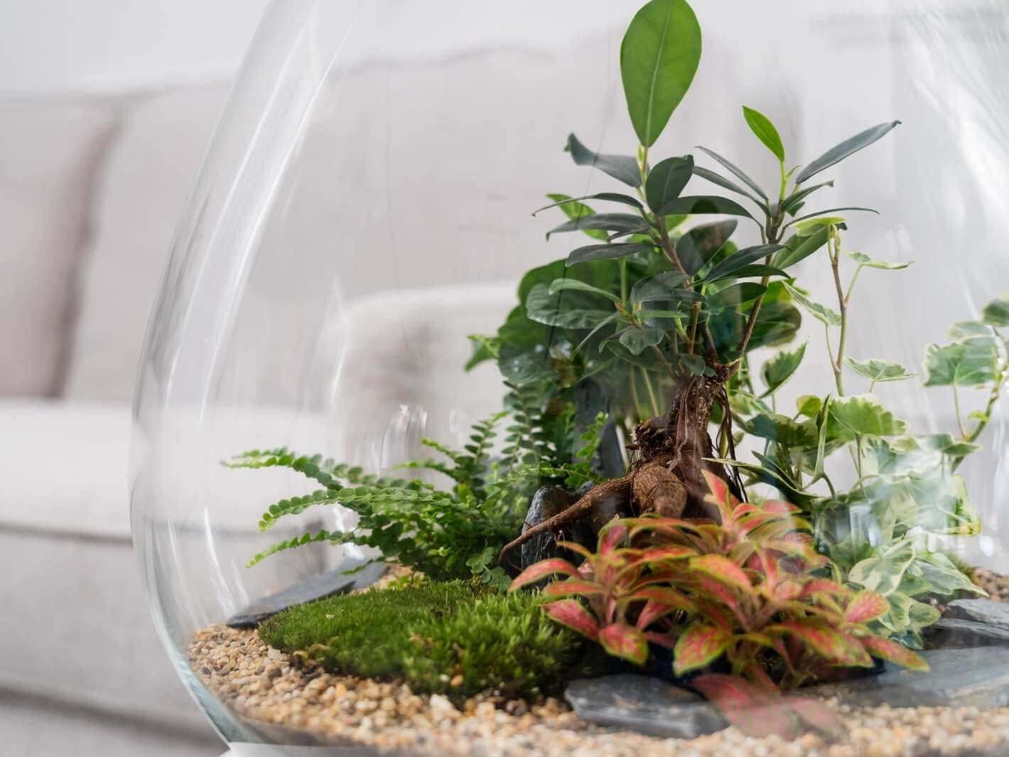 Bonsai-terrarium-kit