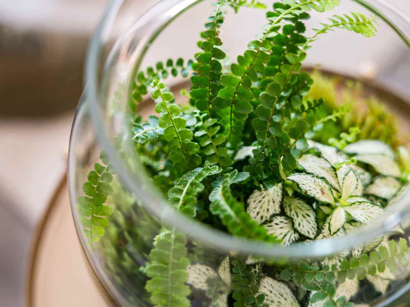 preassembled-terrarium-uk