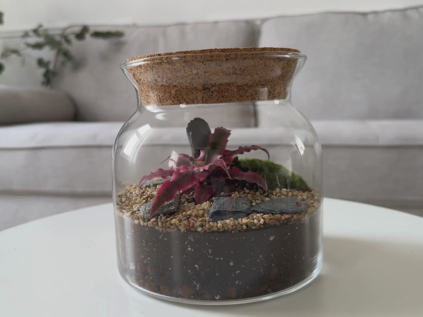 eco-terrarium