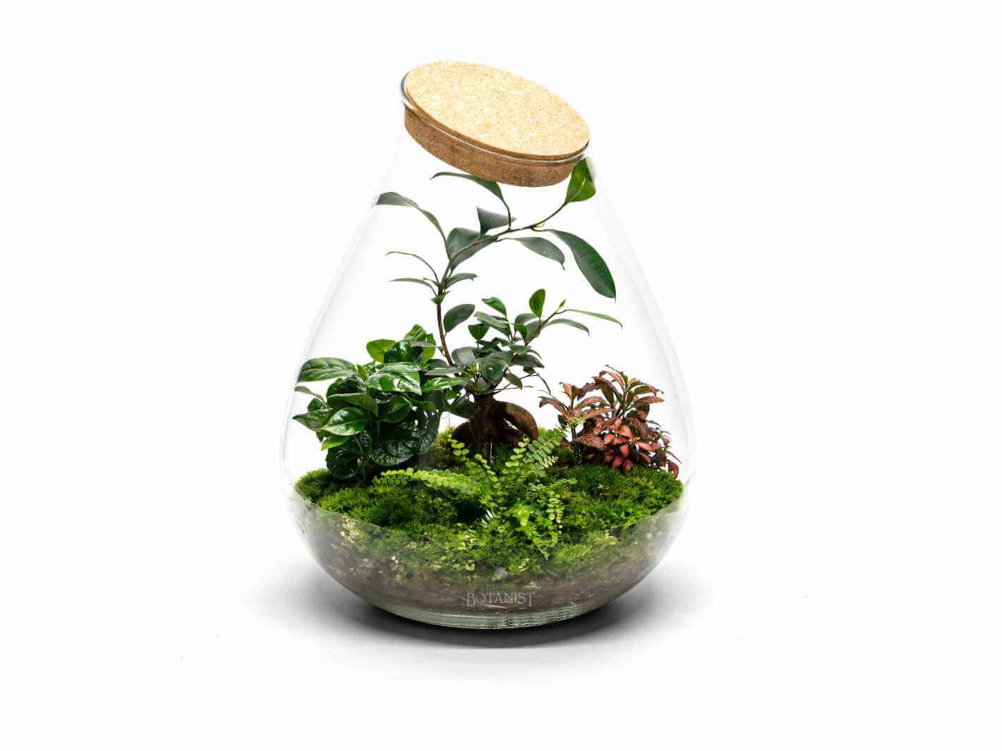 ready-made-terrarium-with-Bonsai