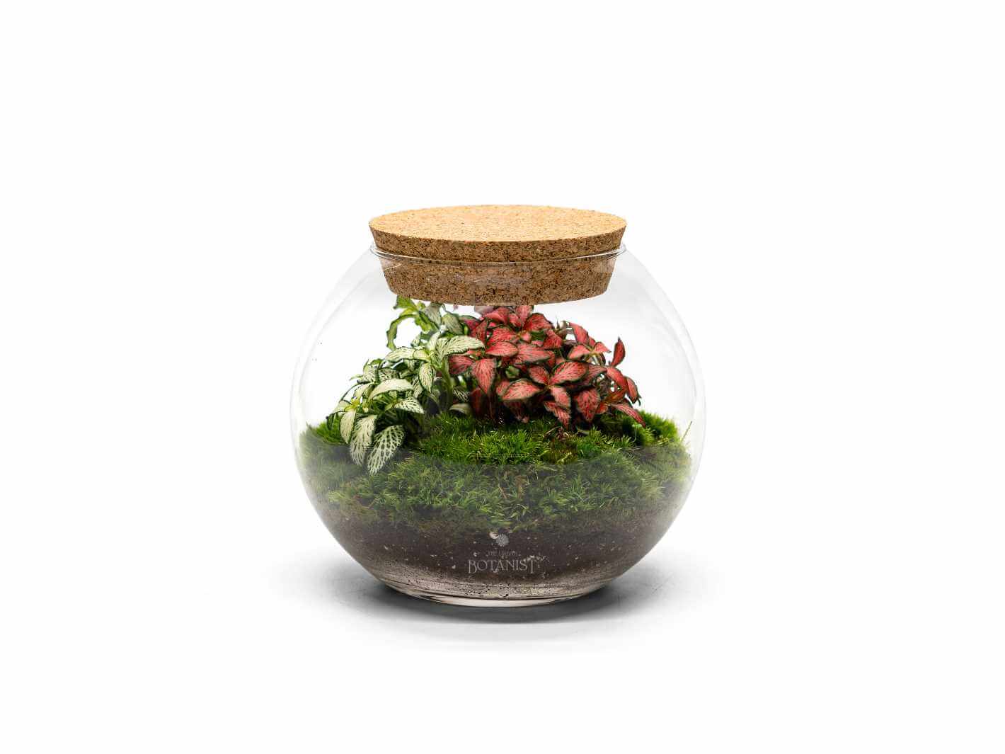 fittonia-terrarium