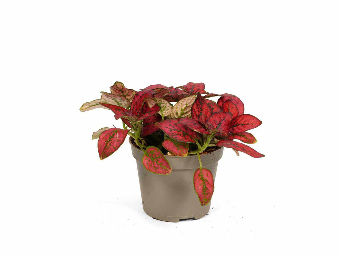 Red Polka Dot Plant
