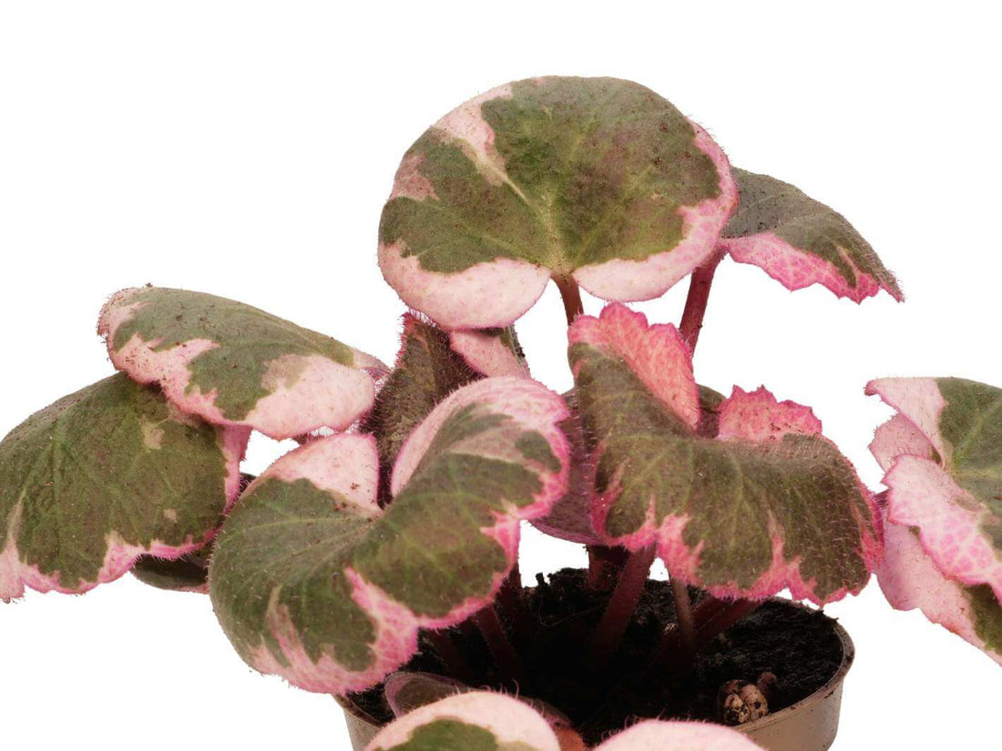 Close-up of Saxifraga Variegata variegated foliage and stolons