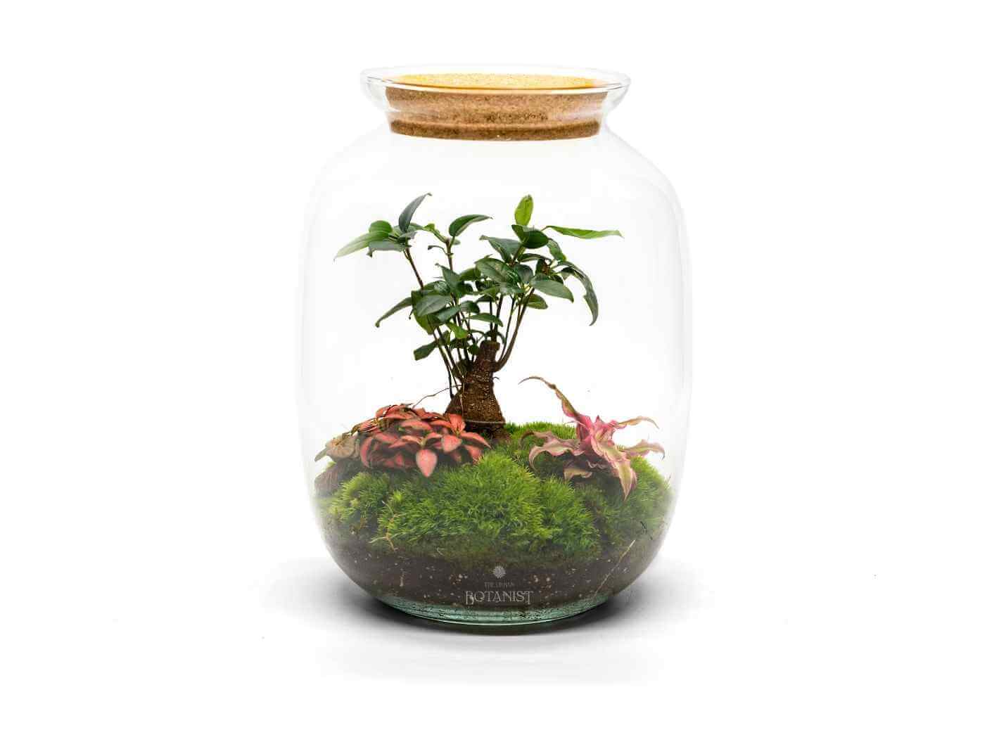 best-terrarium-uk