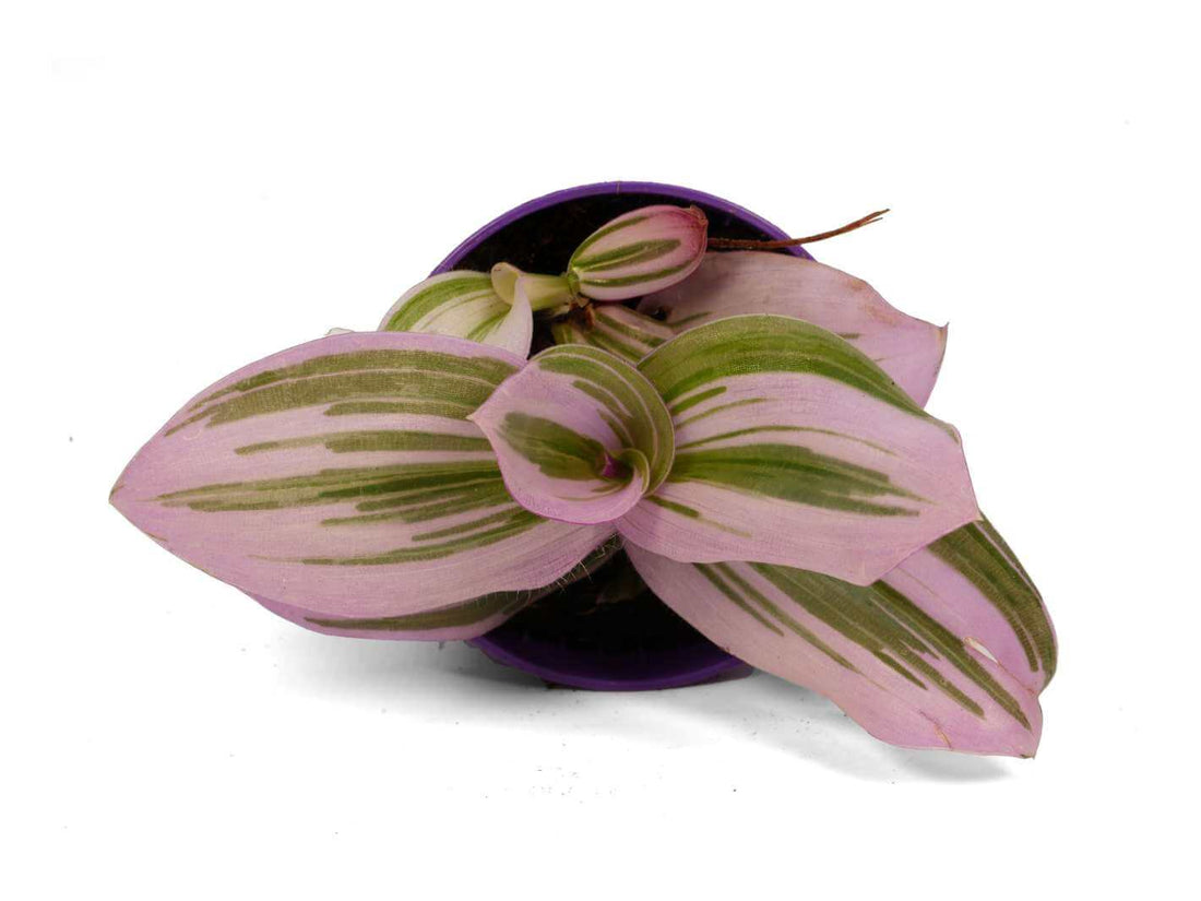 Close-up of Tradescantia Nanouk pink and purple variegated foliage