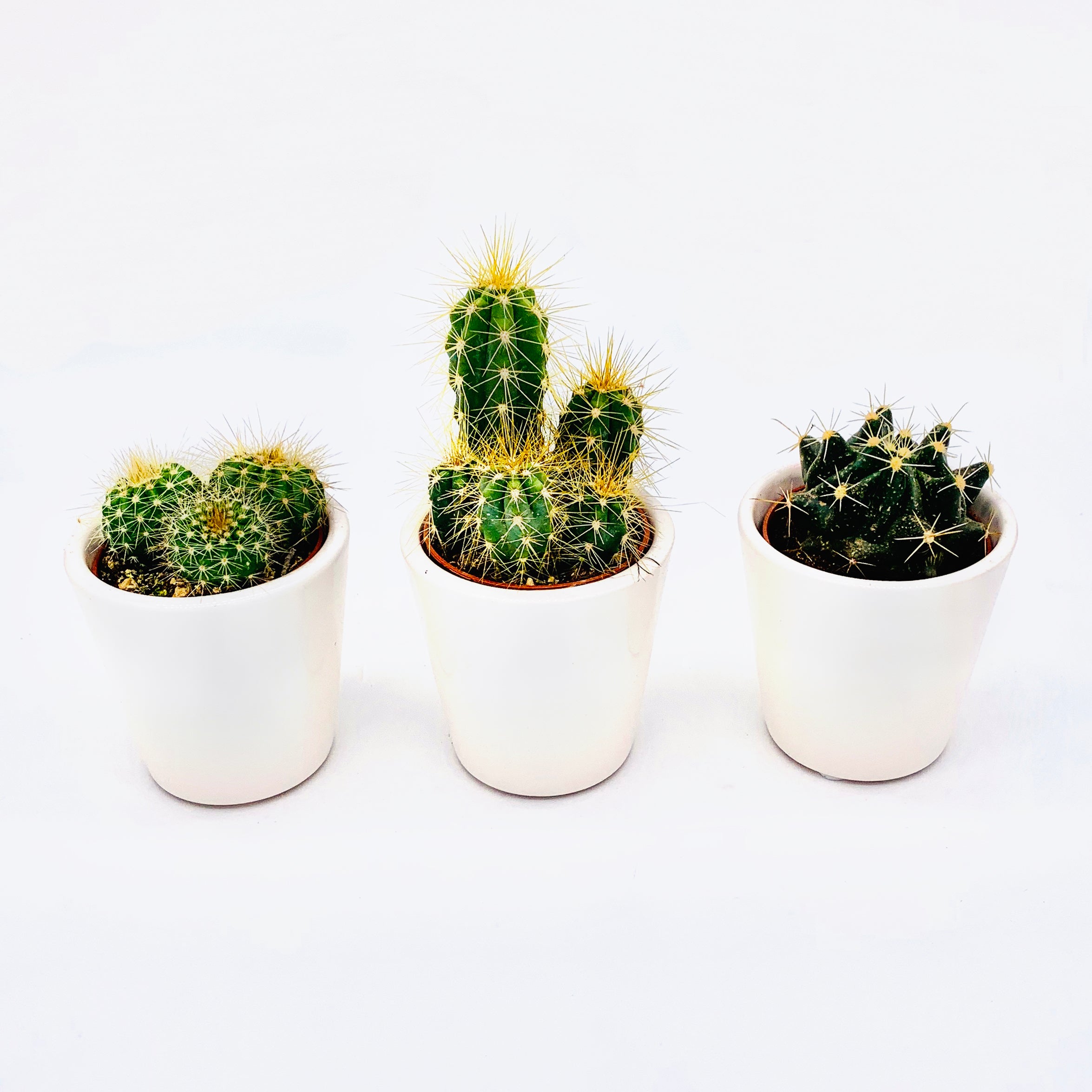 Cacti &amp; Bonsai Quarterly Subscription