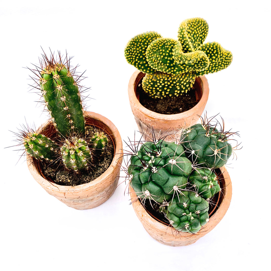 Cacti & Bonsai Yearly Subscription