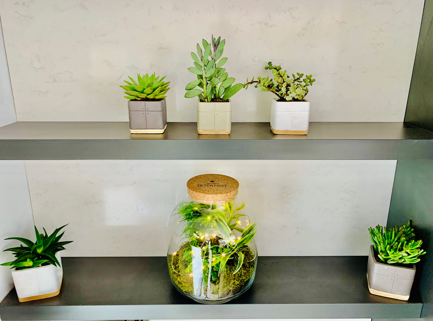 Succulent & Bonsai Yearly Subscription
