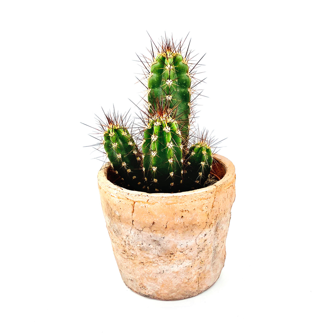 Cacti & Bonsai Monthly Subscription