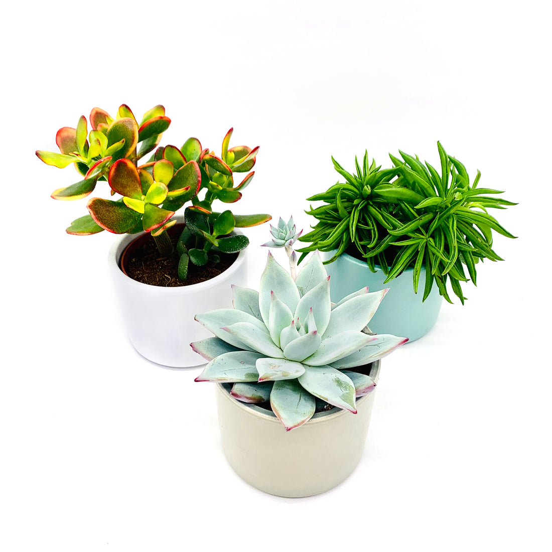 Succulent & Bonsai Monthly Subscription